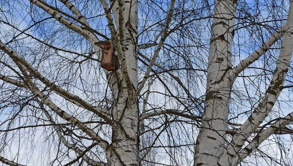 Скворечник на дереве