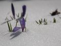 Крокусы под снегом.