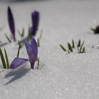 Крокусы под снегом.