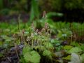 Молодые весенние ростки тиарелла (Tiarella)