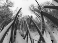 Парк арт-обьектов Никола-ленивец зимой. Обьект Красный лес. Декабрь 2023.